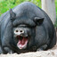 БОЛЬШАЯ_PIG