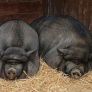 杨幂笑起来也蛮骚的