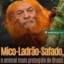 (PT-13) Mico-Ladrão-Safado