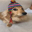 perro cojo ne