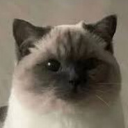 Mufleh's avatar