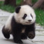 Baby_Panda