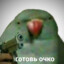 Ядрёна вошь