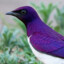 amethystarling