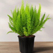 Fern