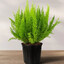 Fern