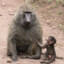 Abu Baboon