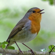 Robin