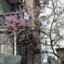 churui