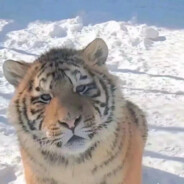 准星之下无活物skr～