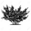 Tree Guy