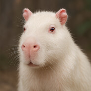 Capivara Albina