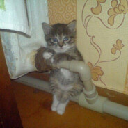 няшка в кедах