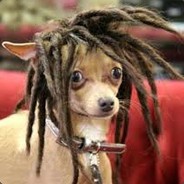 dogmarley