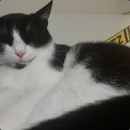 2222211231322 avatar