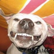 NanoDog - steam id 76561197970993036