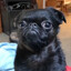 Puggers