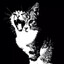 jr fan 1's avatar