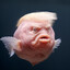 TrumpFish