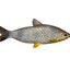 BALEIA CHINESA