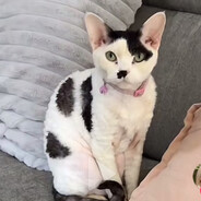 Kitler