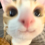 šelošlišlašlošlašlo