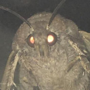 BIG FUCK OFF MOTH