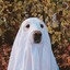 Ghostdog