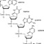 Deoxyribonuclein