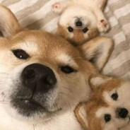 翻斗花园牛爷爷