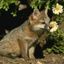 =[666]=burguezfox
