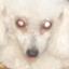 cachorro pudo