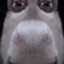 dog_soap12