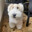 perro de mierda