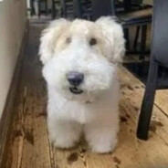 perro de mierda
