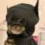 Catman