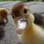 little_ducky