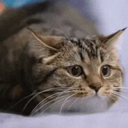 藿香老师不许熬夜