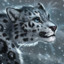 Snowbars The Snow Leopard