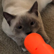 noodles 's avatar