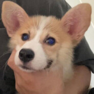 蛋挞怎么又拉了