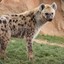 peakhyena