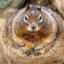 Fat_Squirrel