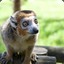 CrazyLemur