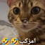 b3kokh