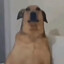 Snop