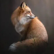 Fox_51
