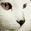 White _Cat__