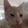 Panko's Avatar