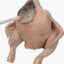 Fish ducken the chicken